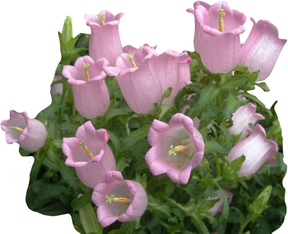 Campanula (flower Campanula spp.) for planting in garden